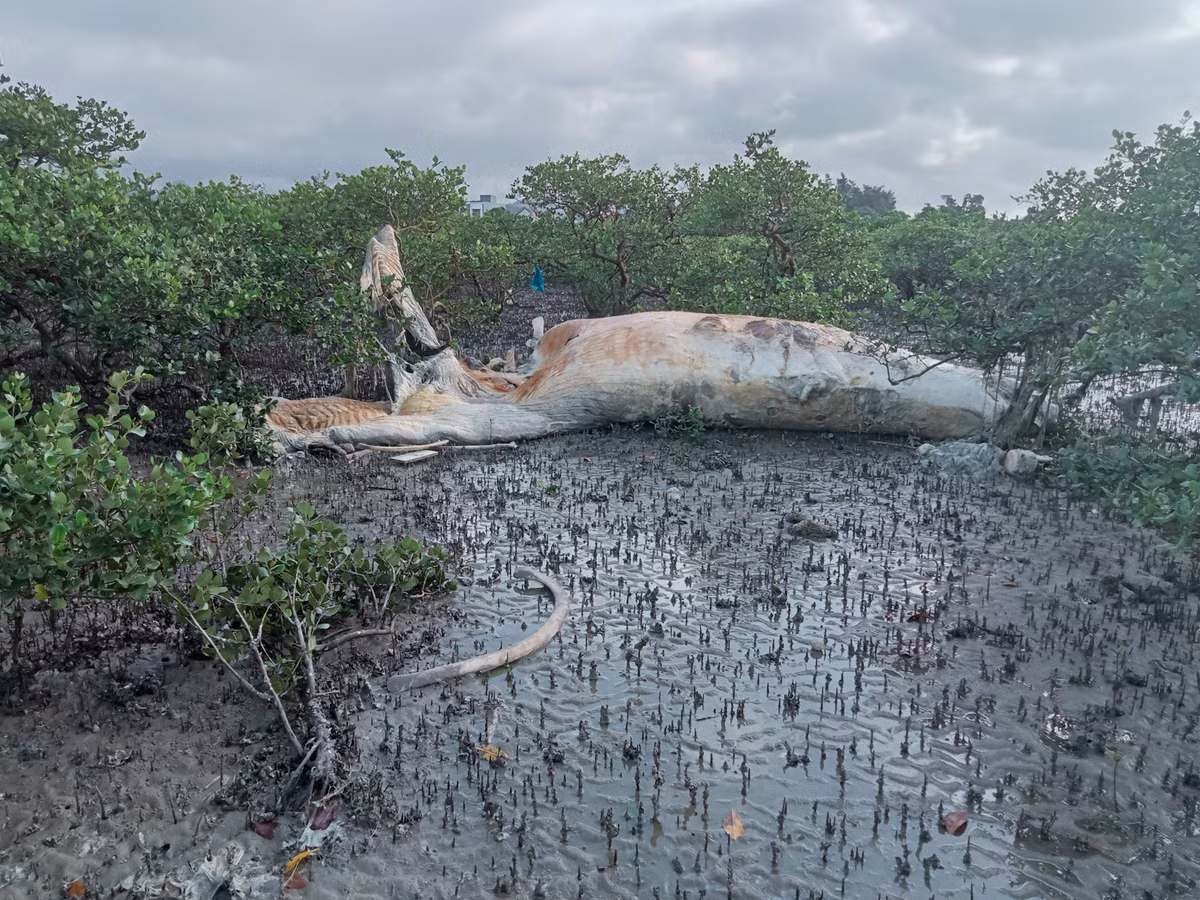 Quang Ninh: Phat hien xac ca voi “khung” dat vao dao Quan Lan