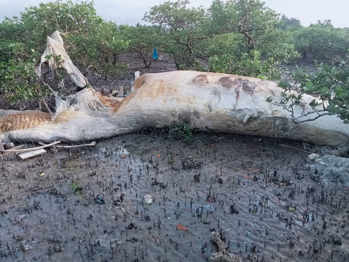 Quang Ninh: Phat hien xac ca voi “khung” dat vao dao Quan Lan-Hinh-3
