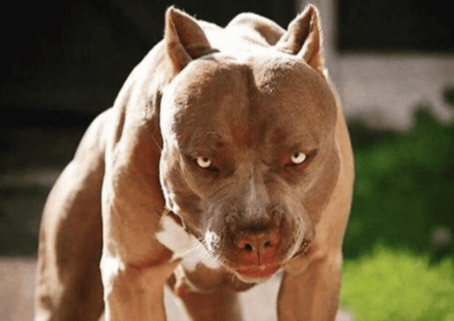 Lua cho Pitbull, Becgie can nguoi: Phong ve chinh dang hay co y gay thuong tich?