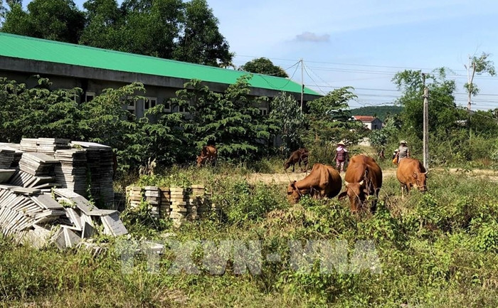 Dự án dự kiến hoàn thành năm 2019 nhưng đến nay, sau 2 lần gia hạn vào năm 2019 và 2021 dự án vẫn chưa thể hoàn thành. Tại khu vực dự án, cây cỏ mọc um tùm, các ki-ốt đã xuống cấp, bong tróc, gạch lát đường trồi lên, hư hỏng, nứt vỡ, một số cấu kiện bê tông bỏ dỡ ngổn ngang. Nhiều người dân đã chăn thả gia súc trên đất dự án. (Ảnh: TTXVN).