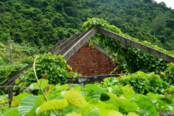 Nhiều biệt thự gần như đã xuống cấp, hư hỏng, mái nhà chuyển màu đen, xung quanh cây cỏ dây leo mọc um tùm. (Ảnh: Vietnamnet).