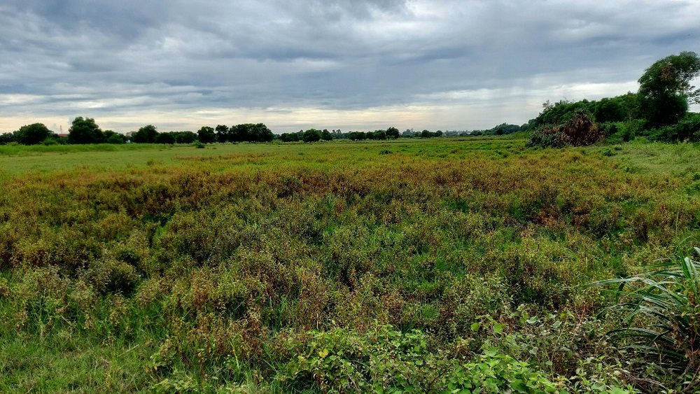 Cỏ cây mọc um tùm. (Ảnh: Báo Tài nguyên và Môi trường).