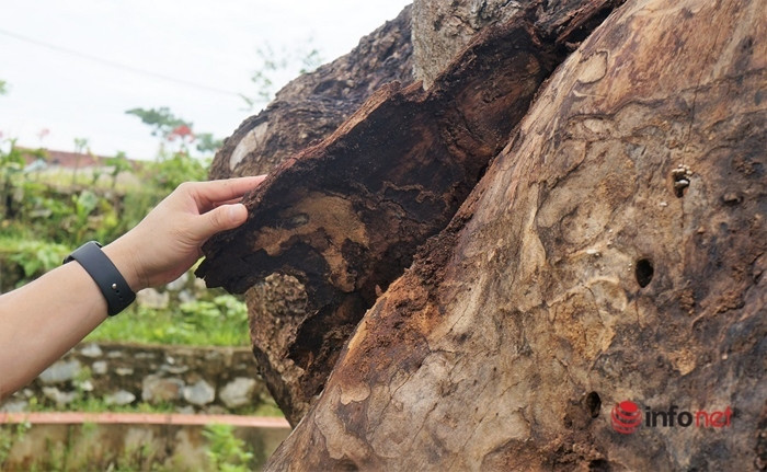 Khoảng tháng 4/2022, cây trôi bị rụng hết lá và có dấu hiệu chết khô, thân cây, cành cây đã bị mục, nhiều mảng vỏ bị bong tróc… (Ảnh: Infonet).