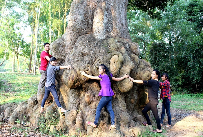 Theo quan sát, gốc cây trôi này có đường kính hơn 4m (khoảng 10 người ôm không xuể), cao hàng chục mét, cành tỏa rộng, gốc cây có nhiều ụ lớn... (Ảnh: Văn hóa và Phát triển).