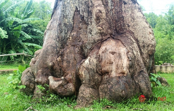 Trong quá trình thi công, ban xây dựng của xóm cũng đã bón 1 bao phân đạm NPK 25kg xung quanh cây và bù đất cao khoảng 1m quanh khu vực gốc cây. (Ảnh: Infonet).