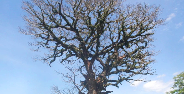 Ông Nguyễn Mạnh Quý - Bí thư Chi bộ xóm Yên Lạc (xã Thanh Ngọc) cho biết, làng Yên Lạc hình thành từ cách đây 500 năm, cây trôi này là chứng tích lịch sử của làng. (Ảnh: Báo Phụ nữ TP HCM).