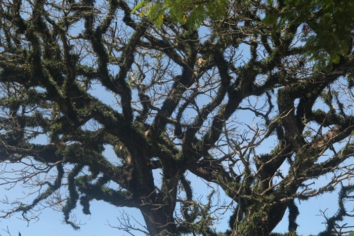 Cành cây trôi bắt đầu mục nát, chỉ còn lớp cây tầm gửi xanh tốt bám bên trên. (Ảnh: Tiền Phong).