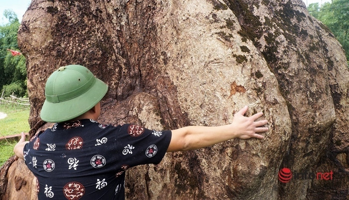 Người dân địa phương cho biết thêm, trong chiến tranh, máy bay Mỹ đã ném 2 quả bom xuống gần cây trôi, nhưng cây trôi không bị ảnh hưởng gì nhiều. Sau khi hố bom cạnh đó được san lấp lại, cây trôi tiếp tục phát triển xanh tốt. (Ảnh: Infonet).