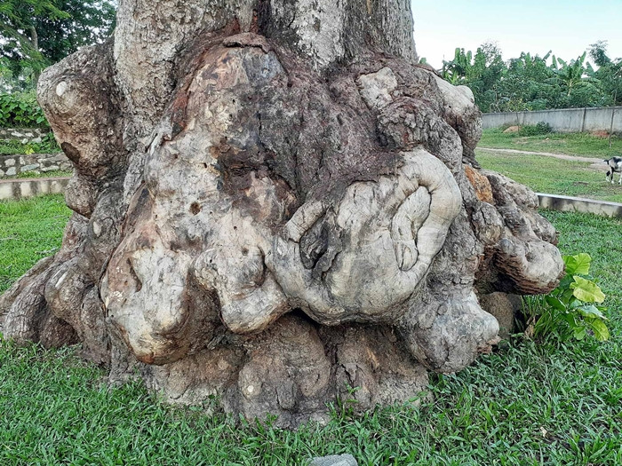 Trong một thời gian ngắn, người dân xóm này đã tự nguyện đóng góp hơn 200 triệu đồng. Đầu năm 2020, kế hoạch này được thực hiện. Xóm này đã thuê người chở đất màu về để tôn cao nền đất quanh gốc cây và xây bờ kè để bảo vệ cây và tạo cảnh quan với mục tiêu là biến khu đất 4.000m2 này thành “công viên lịch sử” để giáo dục truyền thống cho thế hệ trẻ. (Ảnh: Văn hóa và Phát triển).