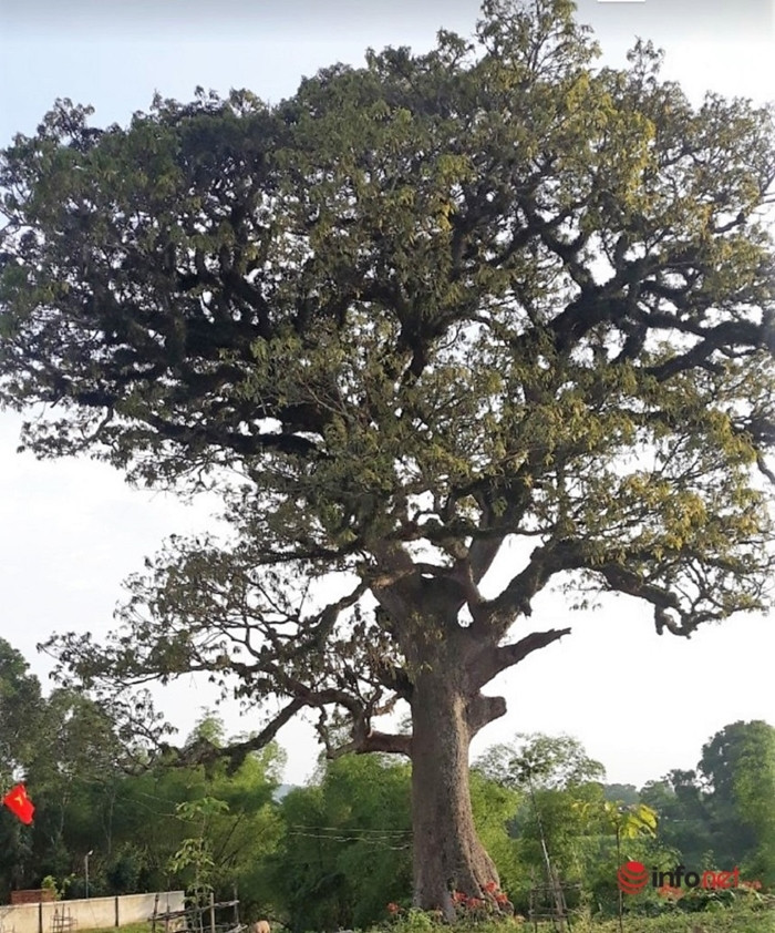 Sau khi được chăm sóc, cây trôi ra lá non, nhưng sau đó một thời gian thì xuất hiện rất nhiều sâu ăn lá nên xóm đã thuê người đến phun thuốc trừ sâu cho cây. (Ảnh: Infonet).