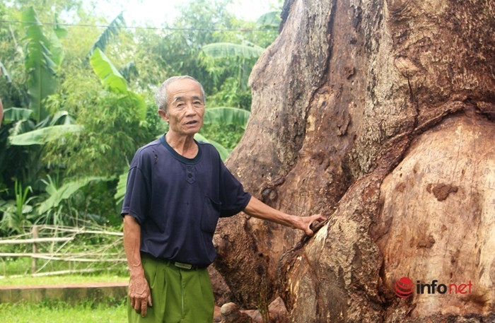 Cây trôi cổ thụ chết khô sau khi được dân làng “bảo dưỡng”. (Ảnh: Infonet).