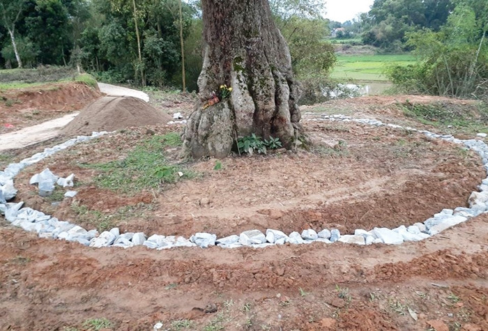 Những năm qua, người dân xóm Yên Lạc đã kè đá, trồng cây ven sông để đất không bị lở, đe dọa đến cây trôi nhằm giữ gìn giá trị của di sản này. (Ảnh: Văn hóa và Phát triển).