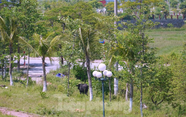 Chăn thả bò trong khuôn viên dự án khu đô thị. (Ảnh: Tiền Phong).