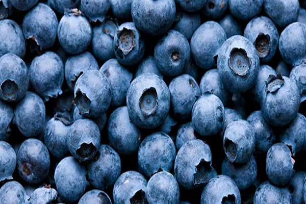 3. Quả việt quất: Có thể tăng cường trí nhớ tạm thời. Dữ liệu của Đại học Tufts, Mỹ, cho thấy rằng việc tiêu thụ quả việt quất có thể có hiệu quả trong việc cải thiện trí nhớ hoặc trì hoãn chứng mất trí nhớ ngắn hạn.