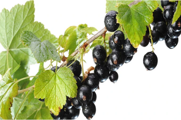 6. Quả lý chua đen: Có thể giảm lo lắng và căng thẳng. Một số nghiên cứu cho thấy rằng sự thiếu hụt vitamin C có thể là một yếu tố nguy cơ gây thoái hóa não do tuổi tác, bao gồm chứng mất trí và Alzheimer. Vitamin C cũng hữu ích trong việc kiểm soát lo lắng và căng thẳng. Một trong những nguồn giàu vitamin này nhất là quả lý chua đen.