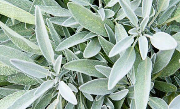 9. Xô thơm: Có thể tăng cường trí nhớ và sự tập trung. Bạn có thể dùng xô thơm trong một số món ăn.