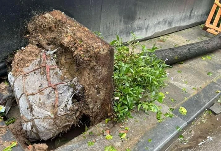 Xôn xao cây gãy đổ rễ còn nguyên bọc bầu, chuyên gia nói gì? Xon xao cay gay do re con nguyen boc bau, chuyen gia noi gi?