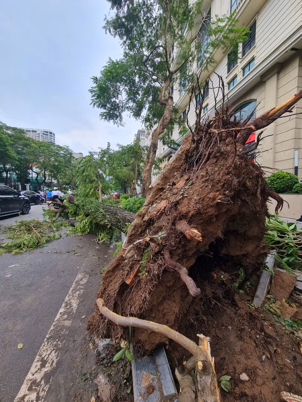 Xôn xao cây gãy đổ rễ còn nguyên bọc bầu, chuyên gia nói gì? - Hình 4 Xon xao cay gay do re con nguyen boc bau, chuyen gia noi gi?-Hinh-4
