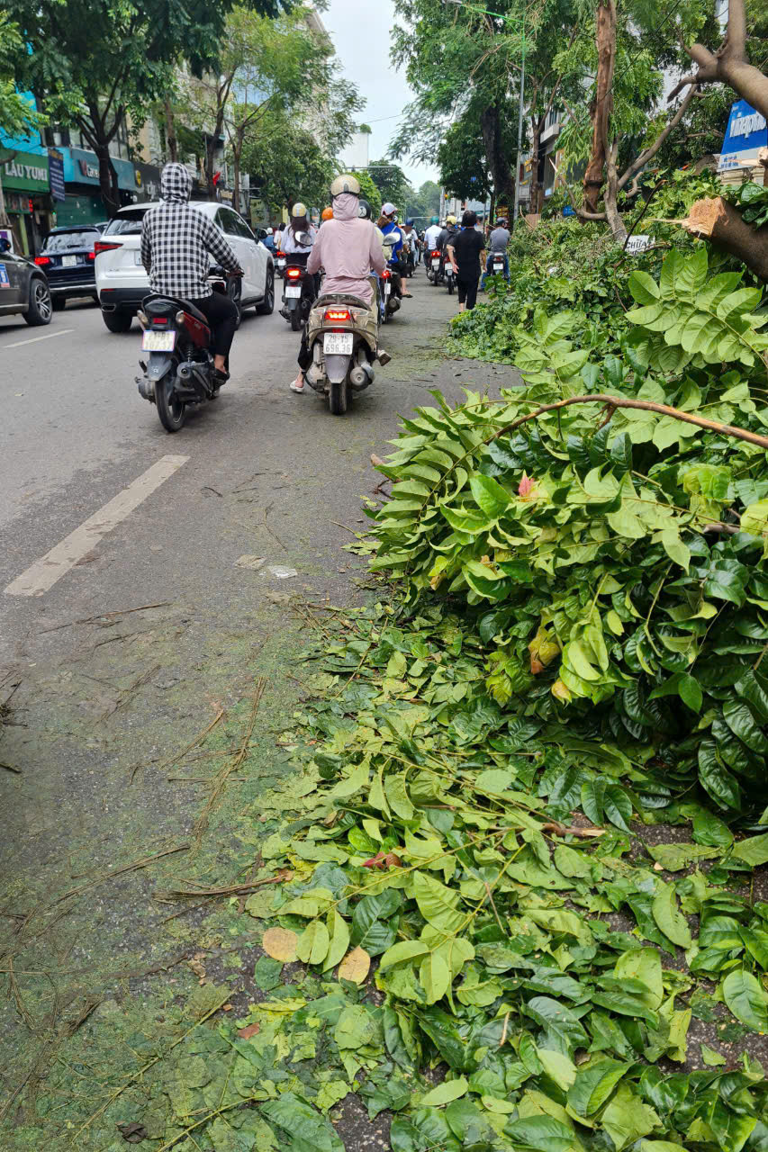 Xôn xao cây gãy đổ rễ còn nguyên bọc bầu, chuyên gia nói gì? - Hình 5 Xon xao cay gay do re con nguyen boc bau, chuyen gia noi gi?-Hinh-5