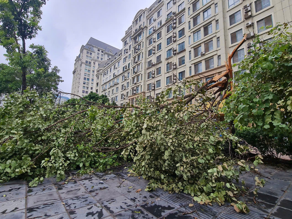 Xôn xao cây gãy đổ rễ còn nguyên bọc bầu, chuyên gia nói gì? - Hình 6 Xon xao cay gay do re con nguyen boc bau, chuyen gia noi gi?-Hinh-6