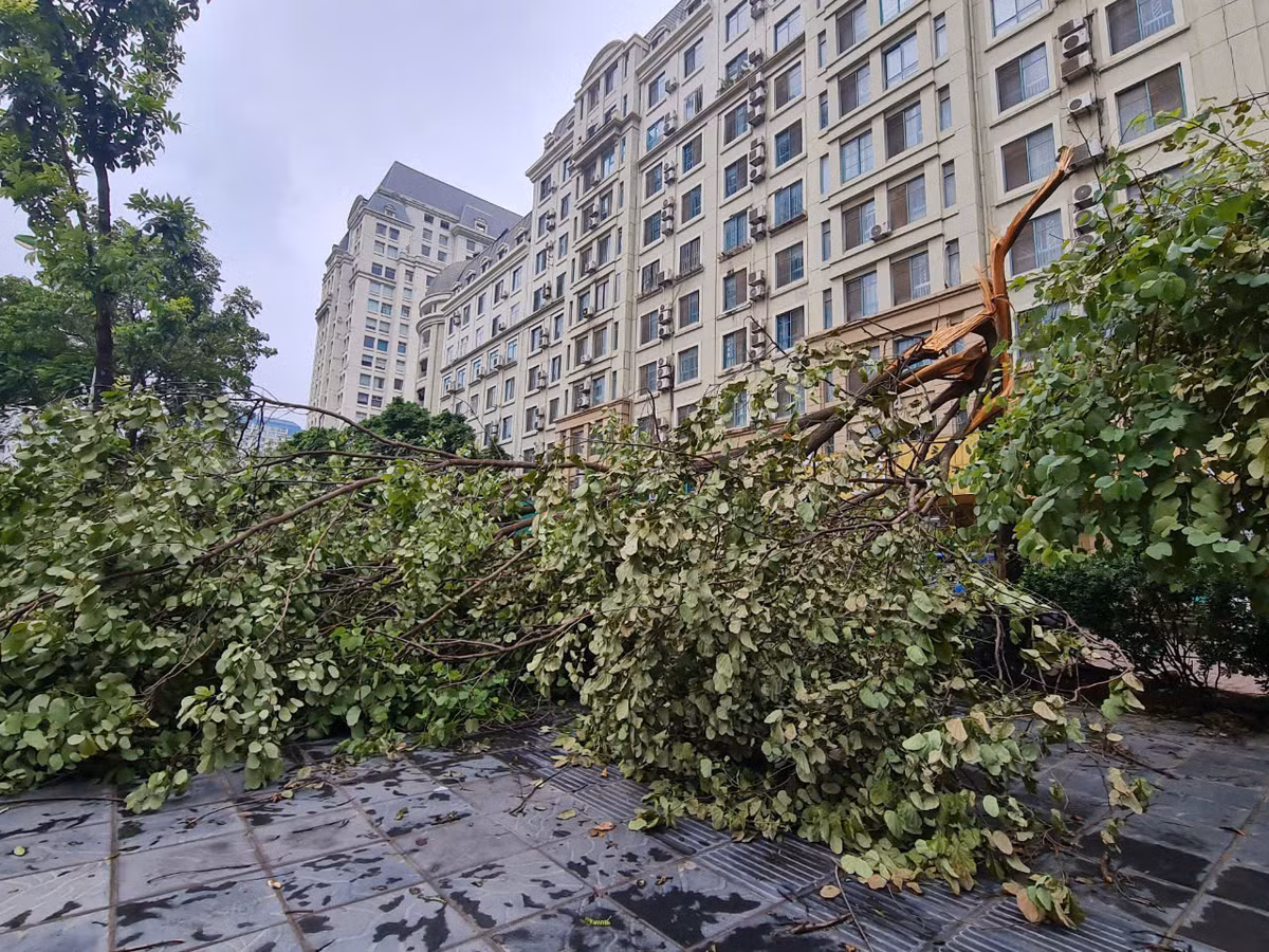 Xôn xao cây gãy đổ rễ còn nguyên bọc bầu, chuyên gia nói gì? - Hình 6 Xon xao cay gay do re con nguyen boc bau, chuyen gia noi gi?-Hinh-6