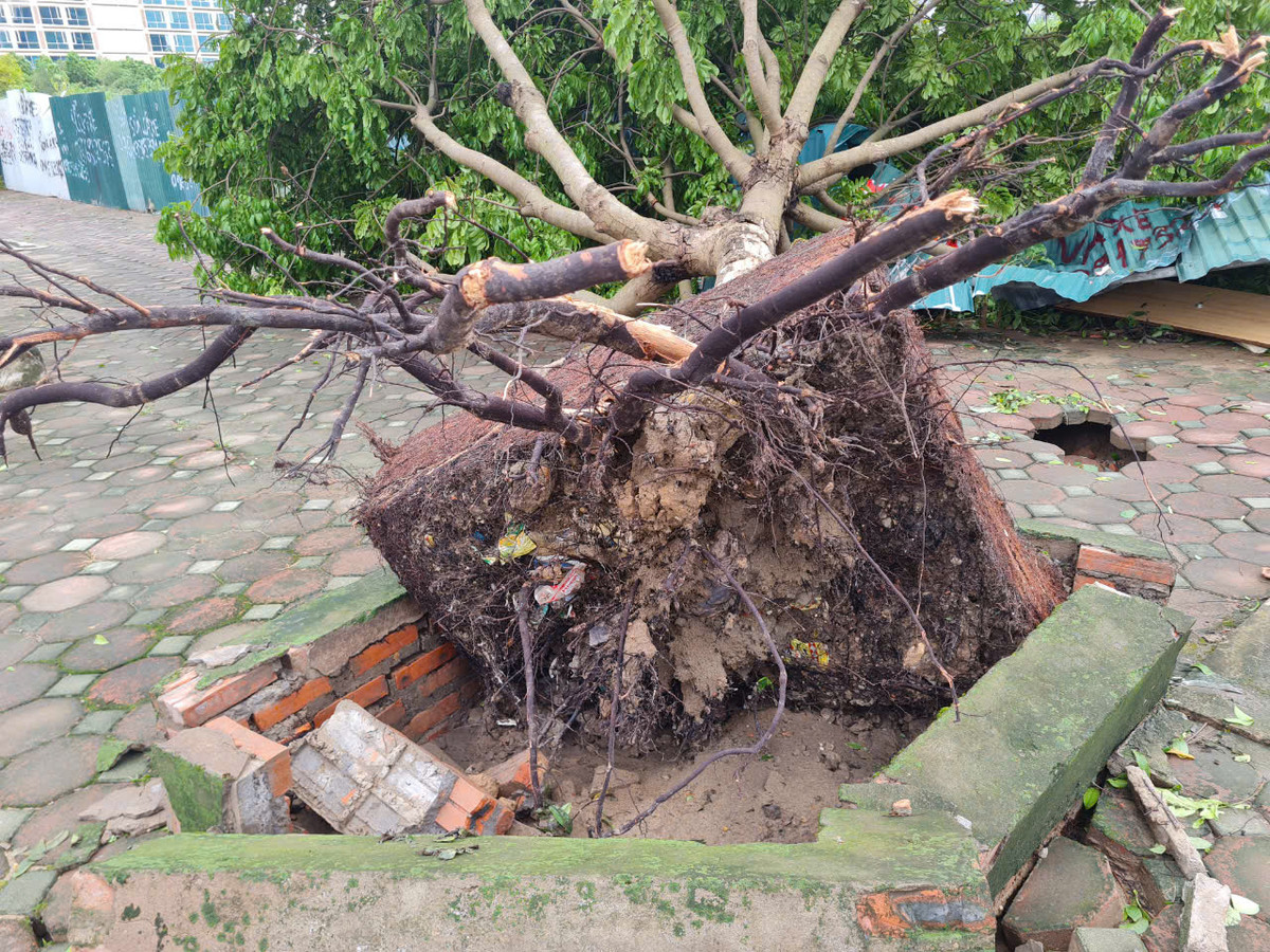 Xôn xao cây gãy đổ rễ còn nguyên bọc bầu, chuyên gia nói gì? - Hình 3 Xon xao cay gay do re con nguyen boc bau, chuyen gia noi gi?-Hinh-3