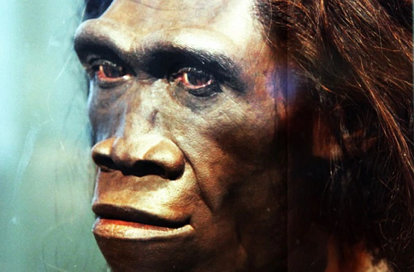 Tuy nhiên, các nhà khoa học vẫn cần thận trọng và cần thêm nhiều nghiên cứu để hiểu rõ hơn về mục đích và tầm quan trọng của những vật lạ này trong tiến hóa của loài người sơ khai.