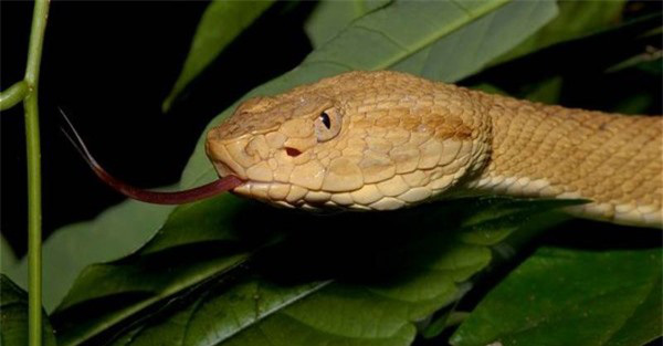 Mặc dù nọc độc của rắn hổ lục đầu vàng rất nguy hiểm, nhưng chúng lại có giá trị trong việc sản xuất huyết thanh chống độc và có tiềm năng ứng dụng trong việc phát triển các loại thuốc mới trong tương lai.