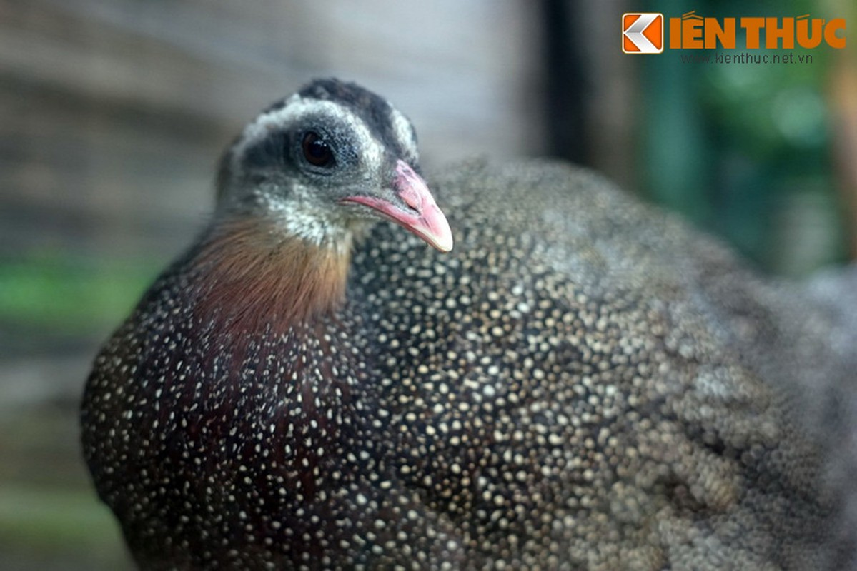 Tuy nhiên, các quần thể trĩ sao đang bị thu hẹp lại rất nhanh. Hiện trĩ sao đang đối mặt với hàng loạt mối đe dọa như mất sinh cảnh sống, bẫy bắt, săn bắn, thời tiết, thiên tai.