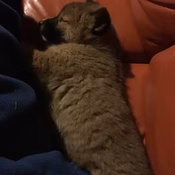 Tổ chức Cứu hộ chó Dingo Sydney liên hệ và thông báo rằng, con vật đó là một chú chó hoang dingo và khuyên cô không nên nuôi làm thú cưng.