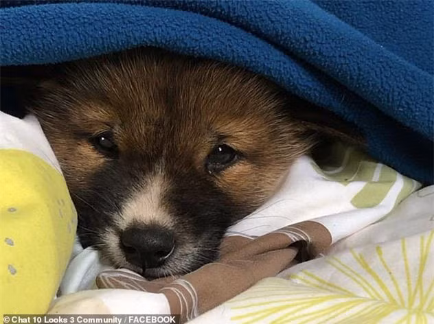 Vì không biết đó là con gì, cô đăng ảnh con vật đáng yêu này lên mạng xã hội để hỏi.