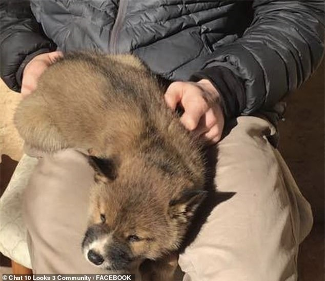 Khi ra ngoài, cô phát hiện một con vật nhỏ giống một chú cún nhỏ, có bộ lông màu nâu xám và đôi mắt to tròn đáng yêu.