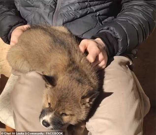 Khi ra ngoài, cô phát hiện một con vật nhỏ giống một chú cún nhỏ, có bộ lông màu nâu xám và đôi mắt to tròn đáng yêu.