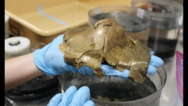 Các chuyên gia cho hay, vật thể này sáng bóng, có màu vàng và rất mỏng manh khi chạm vào giống như các mô trên da người. Ban đầu, họ nghĩ đó có thể là mảng bọt biển chết, san hô hoặc vỏ trứng.