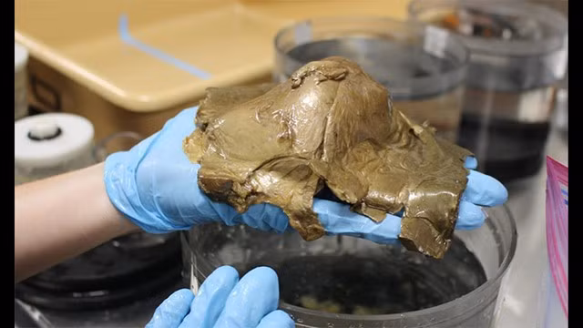 Các chuyên gia cho hay, vật thể này sáng bóng, có màu vàng và rất mỏng manh khi chạm vào giống như các mô trên da người. Ban đầu, họ nghĩ đó có thể là mảng bọt biển chết, san hô hoặc vỏ trứng.