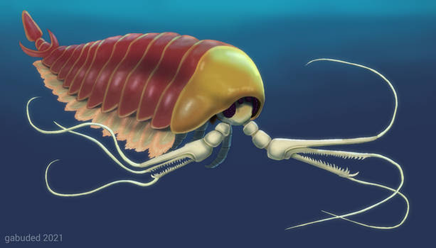Việc bảo tồn hóa thạch Kylinxia đã cho phép nhà khoa học nghiên cứu sâu hơn về cấu trúc và tính chất của sinh vật này, giúp họ hiểu rõ hơn về sự phát triển và tiến hóa của các loài động vật chân đốt.