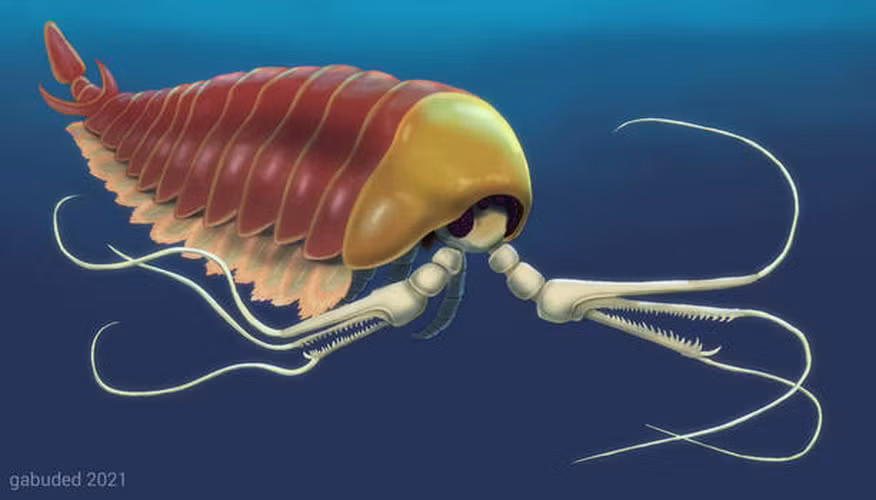 Việc bảo tồn hóa thạch Kylinxia đã cho phép nhà khoa học nghiên cứu sâu hơn về cấu trúc và tính chất của sinh vật này, giúp họ hiểu rõ hơn về sự phát triển và tiến hóa của các loài động vật chân đốt.