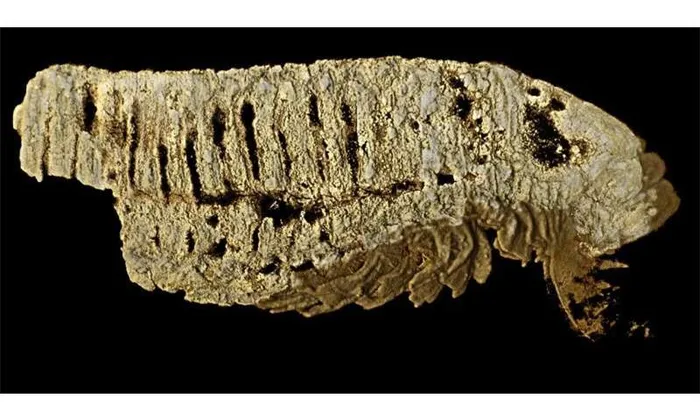 Nhờ vào kỹ thuật trên đã xác định được sinh vật này đã tồn tại cách đây 520 triệu năm, đưa chúng ta trở lại thời kỳ đáng kinh ngạc khi sự sống đang trải qua những biến đổi lớn.