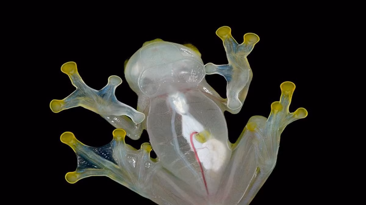 Một nghiên cứu dẫn đầu bởi các nhà khoa học Carlos Taboada từ Đại học Duke và Jesse Delia từ Bảo tàng Lịch sử Tự nhiên New York, đã phát hiện ra cách chúng thực hiện điều này một cách "không thể tin nổi."