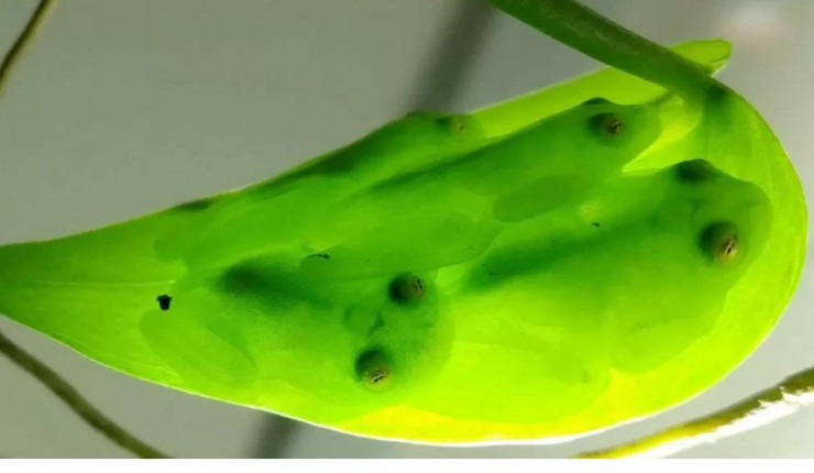 Tên khoa học của loài này là Hyalinobatrachium fleischmanni, và nó nổi tiếng với làn da và cơ thể trong suốt. Đặc điểm này khiến cho ếch thủy tinh trở thành một hiện tượng thú vị trong thế giới động vật.