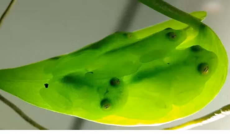 Tên khoa học của loài này là Hyalinobatrachium fleischmanni, và nó nổi tiếng với làn da và cơ thể trong suốt. Đặc điểm này khiến cho ếch thủy tinh trở thành một hiện tượng thú vị trong thế giới động vật.