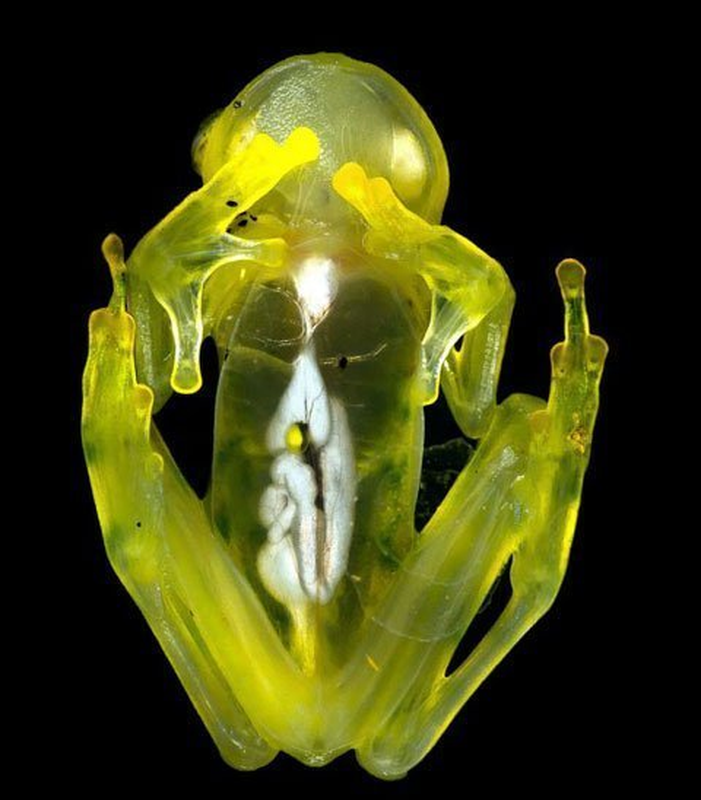 Khả năng của ếch thủy tinh trong việc điều chỉnh, mật độ, và cách "đóng gói" tế bào hồng cầu mà không gây đông máu có thể giúp nghiên cứu trong các lĩnh vực như trao đổi chất, huyết động học và huyết khối. Đây có thể là bước đầu tiên trong việc phát triển các loại thuốc ngăn ngừa máu đông cho con người.