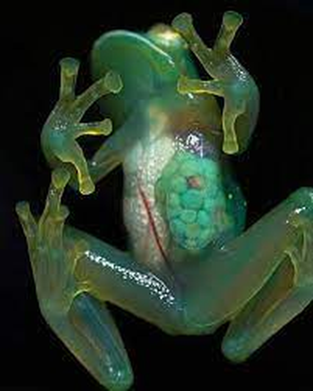 Sự trong suốt của ếch thủy tinh là kết quả của việc chúng chuyển gần 90-95% tế bào hồng cầu từ máu vào gan khi chúng ngủ. Điều này đồng nghĩa với việc cơ thể chúng chỉ còn lưu thông huyết tương trong suốt. Một lớp màng ngoài gan của chúng còn phản chiếu ánh sáng như gương, giúp chúng tránh bị phát hiện.