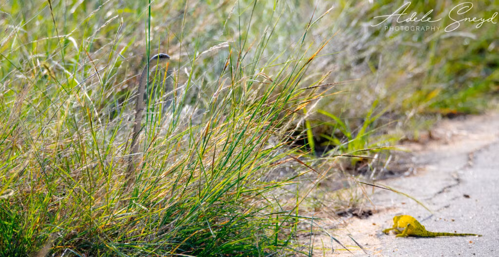 Rắn Boomslang là loài rắn độc có nọc độc mạnh nhất trong nhóm rắn nanh sau, gây rối loạn đông máu khi cắn vào nạn nhân.