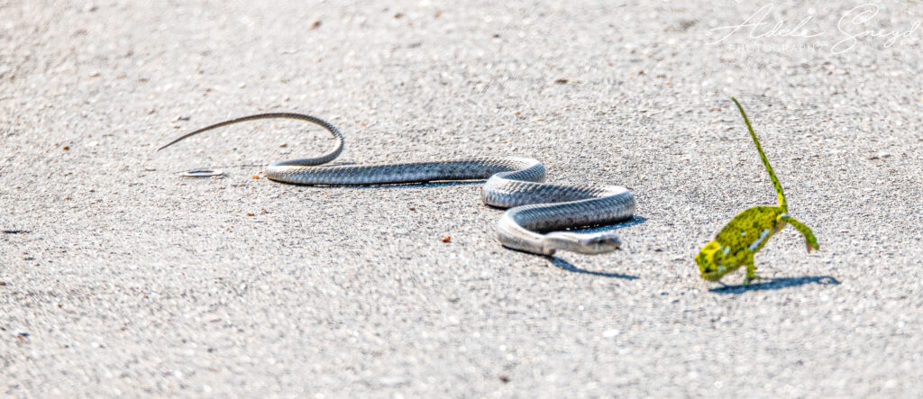 Tắc kè hoa phổ biến ở châu Phi và Madagascar, với khoảng 50% loài đặc hữu ở Madagascar. Đặc biệt, chúng có khả năng di chuyển dễ dàng trên cây và hấp thụ nhiệt hiệu quả.