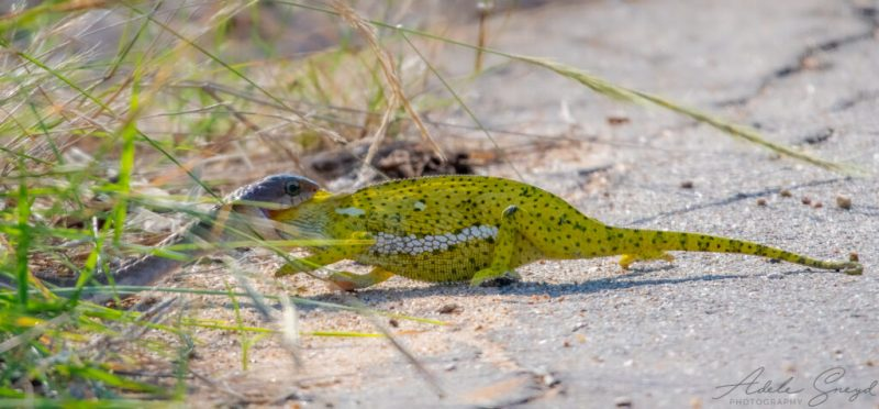 Adele sợ hãi khi nhìn thấy cảnh này, vì nọc độc của rắn Boomslang có thể làm chảy máu và gây sụt giảm chức năng nội tạng.