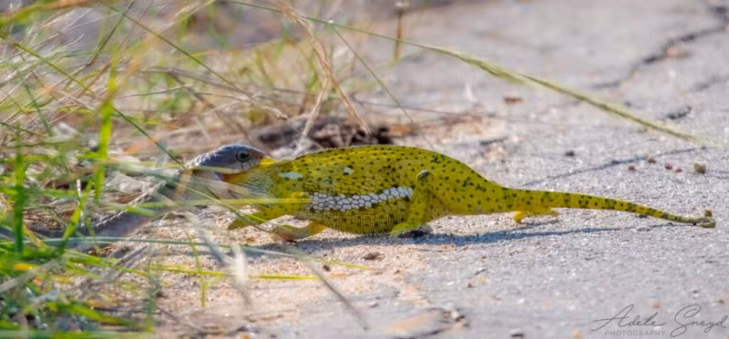 Adele sợ hãi khi nhìn thấy cảnh này, vì nọc độc của rắn Boomslang có thể làm chảy máu và gây sụt giảm chức năng nội tạng.