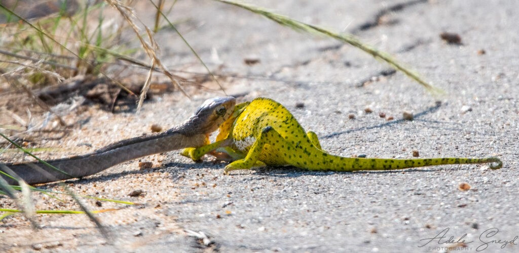 Điều đặc biệt là Boomslang có khả năng nhìn theo hai hướng cùng lúc và là một vận động viên bơi lội giỏi. Chúng cũng có thể mở rộng cổ và há miệng khi bị đe dọa.