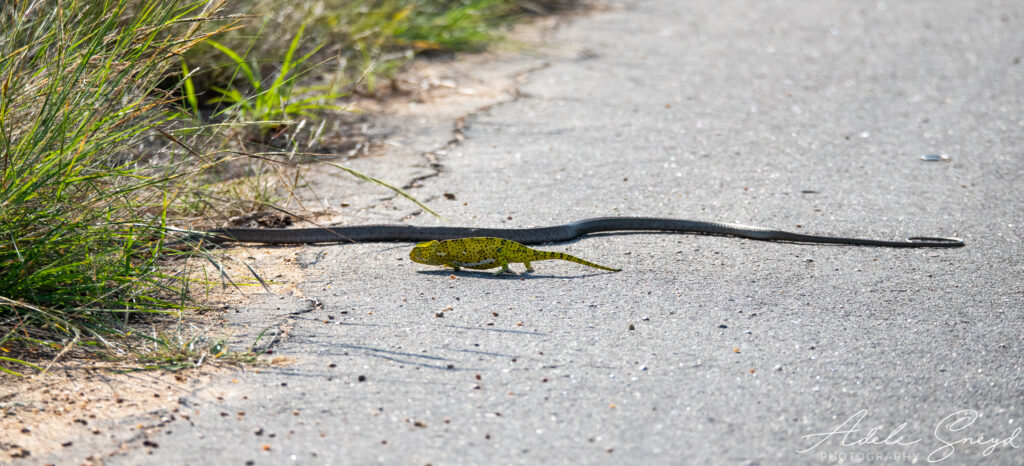 Con tắc kè hoa bị mắc kẹt và đang bị một con rắn lục Boomslang tấn công.