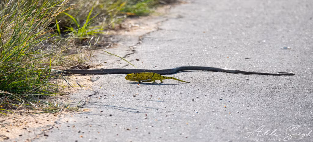 Con tắc kè hoa bị mắc kẹt và đang bị một con rắn lục Boomslang tấn công.